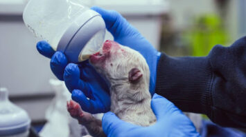How Colossal Biosciences Resurrected the Dire Wolf